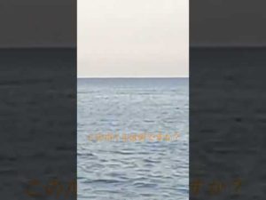 この魚は何ですか？#釣り #shorts #イルカ #マグロ