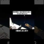 イカメタルのアタリが楽しすぎる!!!!#海釣り #釣り #船釣り #釣り好き #enjoybjjlife