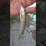 【釣りぶら散歩。】厚木の玉川で小物釣り【淡水】#shorts