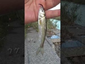 【釣りぶら散歩。】厚木の玉川で小物釣り【淡水】#shorts