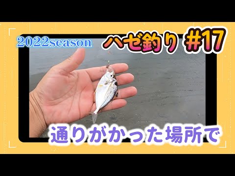 2022年【ハゼ釣り#17】7月15日 たまたま覗いたその場所で…サイズもそろってきました！‗釣果情報