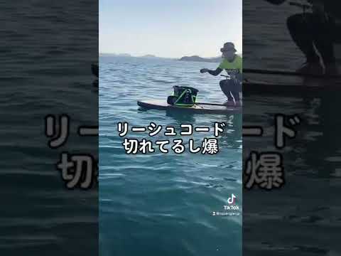 このパワーを見よ！サメの本気#shorts #釣り #釣り部 #パワー