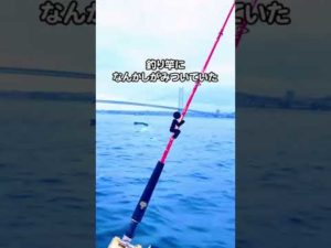 海釣りしてたら……