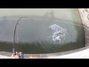 【凄釣】前ぶれなく襲われた予想外の大魚に子供もビビる!