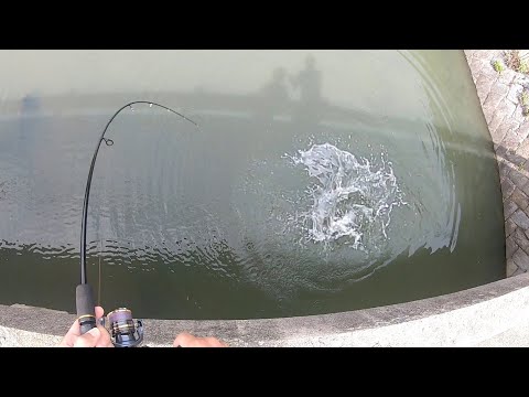 【凄釣】前ぶれなく襲われた予想外の大魚に子供もビビる！