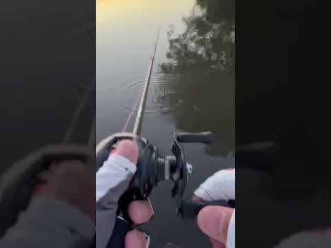 岐阜県 五三川 バス釣り上流 細池付近にて60バラシの名人現れる。たぶん恋?いや鯉?