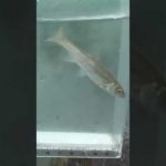 【釣りぶら散歩。】新潟 南魚沼地域で小物釣り。【淡水】#shorts