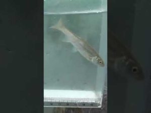 【釣りぶら散歩。】新潟 南魚沼地域で小物釣り。【淡水】#shorts