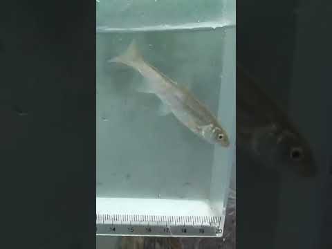 【釣りぶら散歩。】新潟 南魚沼地域で小物釣り。【淡水】#shorts