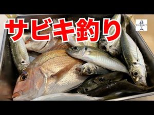 サビキで狙うボートでのアジ釣り！【船釣り/マイボート/プレジャーボート/YFR27】