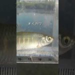 【釣りぶら散歩。】多摩川 中野島 二ヶ領上河原堰堤下で小物釣り。【淡水】#shorts