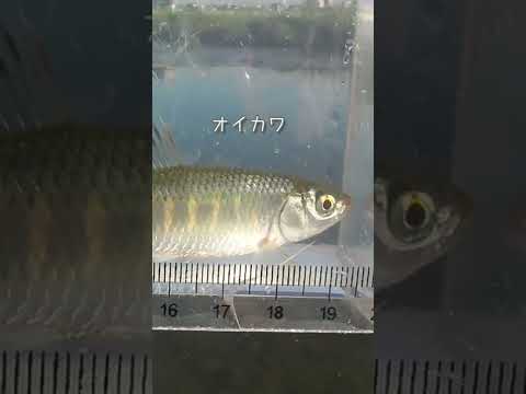 【釣りぶら散歩。】多摩川 中野島 二ヶ領上河原堰堤下で小物釣り。【淡水】#shorts