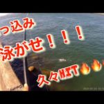 【浜名湖】海釣り公園 サビキ 泳がせ 久々 HIT🔥🔥🔥 #浜名湖 #海釣り公園 #サビキ #サビキ釣り #泳がせ #泳がせ釣り