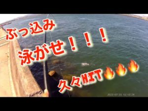 【浜名湖】海釣り公園 サビキ 泳がせ 久々 HIT🔥🔥🔥 #浜名湖 #海釣り公園 #サビキ #サビキ釣り #泳がせ #泳がせ釣り