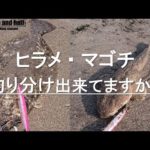 ヒラメとマゴチ　釣り分け解説