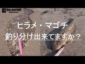 ヒラメとマゴチ　釣り分け解説