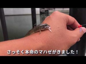 【都会のハゼ釣り】スカイツリーの下で「ハゼほたて」つかってみた！