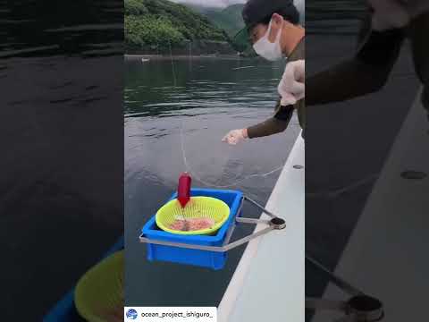 手ぶらでOKふね釣り体験ツアーin沼津港秀丸 夏のコマセ五目釣りで楽しめましたよ🐟🎣