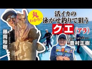 丸わかり！活イカの泳がせ釣りで狙うクエ（アラ）