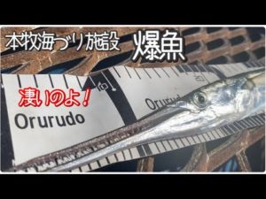 【本牧海づり施設】アジもあれこれ爆魚 夏休みの釣りはコレだ!!