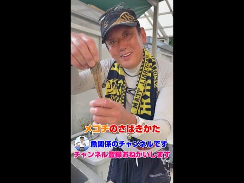キス釣りの外道に釣れる活きたメゴチの究極のさばき方【天ぷらにしたらめっちゃ美味しい魚】#shorts