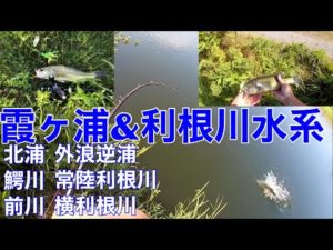 【スピナーベイト】霞ヶ浦&利根川水系バス釣りポイント流入河川　北浦　鰐川　常陸利根川　横利根川　前川2022年8月1日