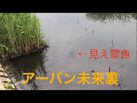 埼玉バス釣りポイント　アーバン未来裏