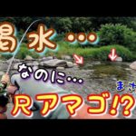 【渓流釣り】夏だ！渇水な川なのに？水少ないのに？それでも尺アマゴ！魚の気持ちは分からん…笑