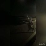 久しぶりの雨でカニも大喜び！いざタコ釣りへ😎偶然とれたタコ釣りと花火のコラボ🤩#shorts#タコ釣り#花火大会