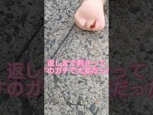 【閲覧注意】友達が初めて釣ったもの!!　　　　　#shorts #釣り #釣り人 #ルアー #アウトドア #fishing #シーバス #クロダイ