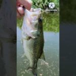 【バス釣り】ラージ釣れた真夏#Shorts