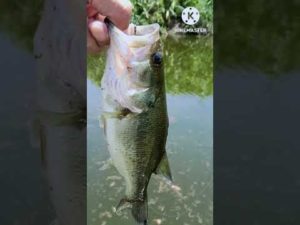 【バス釣り】ラージ釣れた真夏#Shorts