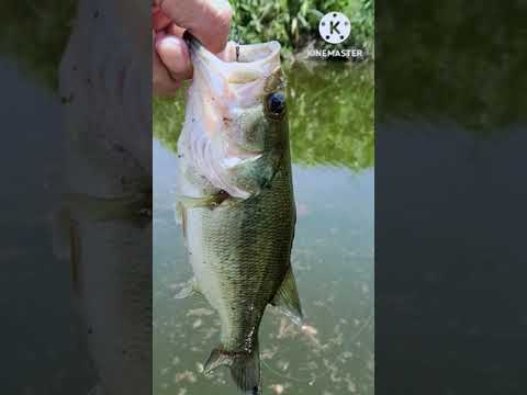 【バス釣り】ラージ釣れた真夏#Shorts