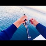 朝まづめの釣りは最強です。