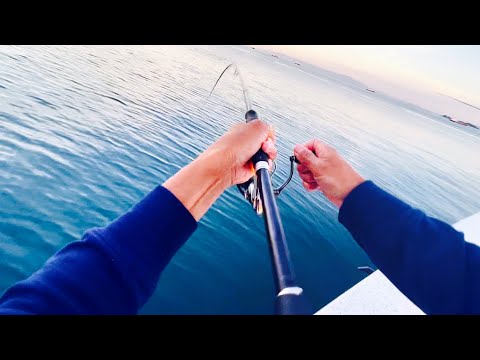 朝まづめの釣りは最強です。