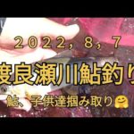 鮎釣り渡良瀬川　２０２２，８，７　釣れた大きな鮎　子供達掴み取り🤗