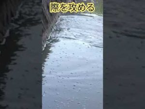 際を攻める #Shorts #釣り #fishing