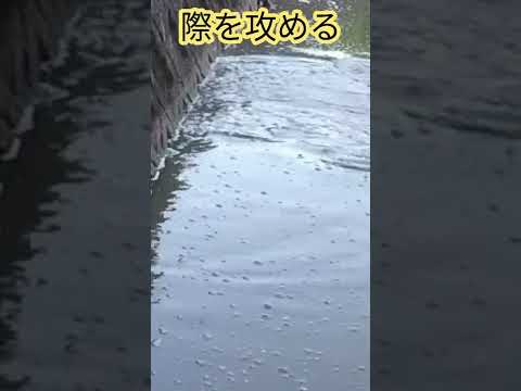 際を攻める #Shorts #釣り #fishing