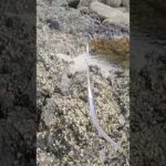 Unwelcome fish  #釣り　#fishing  #ロックショア