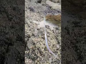 Unwelcome fish  #釣り　#fishing  #ロックショア