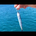 堤防から青物爆釣した。