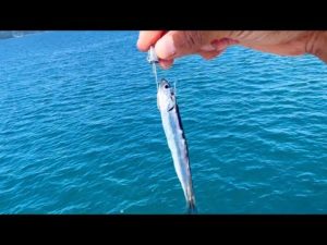 堤防から青物爆釣した。