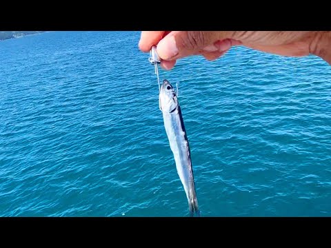 堤防から青物爆釣した。