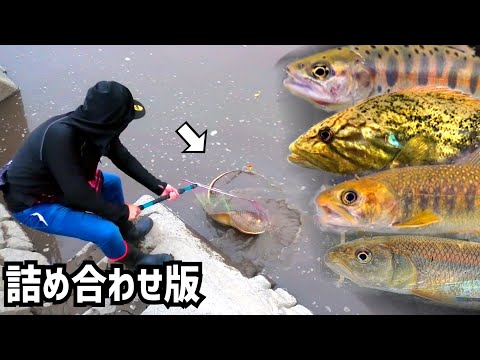 お盆休み暇人専用詰め合わせ版【きなさんと九州各地で釣り編】