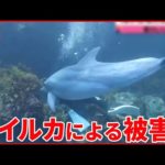 【危険な生き物】釣り人気“毒魚”にご用心  海水浴場では“人かむイルカ”  被害が続出…