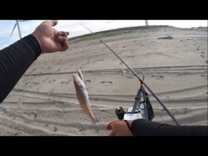 【シロギスの投げ釣り】鹿島灘サーフ 台風通過後も調子良く釣れました!