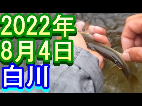 鮎釣り 5㎝高笹濁り増水中 宮代橋上 神矢橋上 新水戸野橋上 白川 2022年