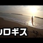 小さいけど高級魚、キス釣り