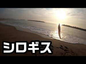 小さいけど高級魚、キス釣り