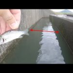 水路の出口で泳がせ釣りしたら次々に海魚が襲ってきた❗
